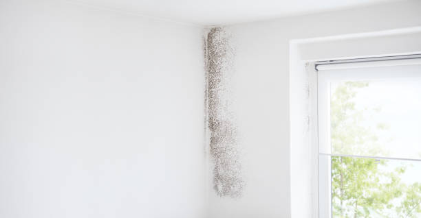 Asbestos and Lead Testing During Mold Inspection in Haslett, MI
