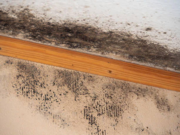 Best Mold Removal for HVAC Installations  in Haslett, MI