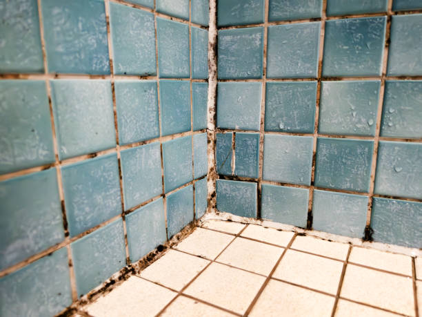 Best Airborne Mold Testing  in Haslett, MI