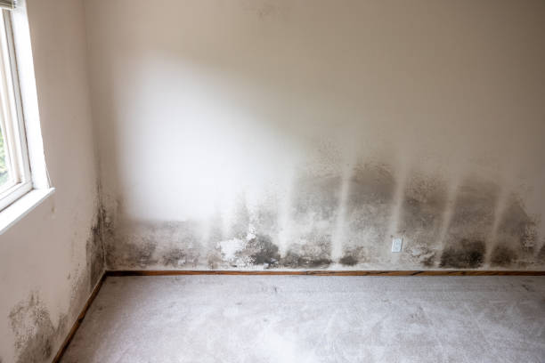 Best Mold Remediation for Healthcare Facilities  in Haslett, MI