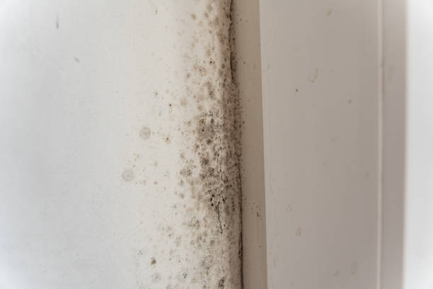 Environmental Consulting for Mold Prevention in Haslett, MI