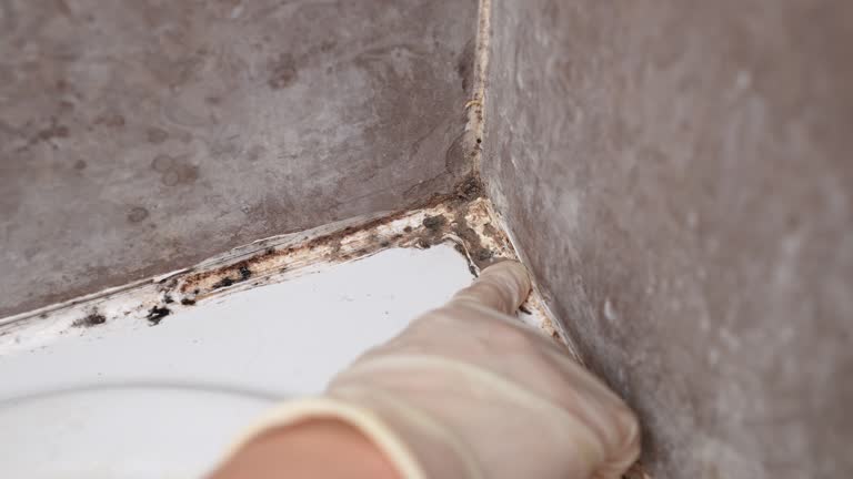 Best Mold-Related Health Consultation  in Haslett, MI