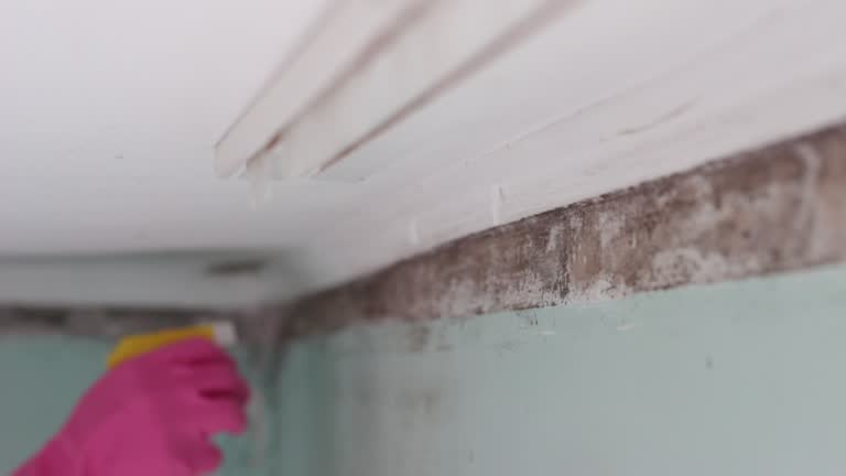 Best Commercial Mold Inspection  in Haslett, MI