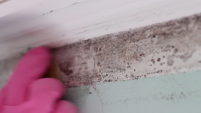 Best Water Damage & Mold Remediation  in Haslett, MI